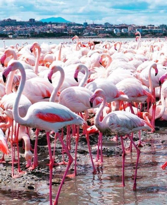 Gala Sardinia